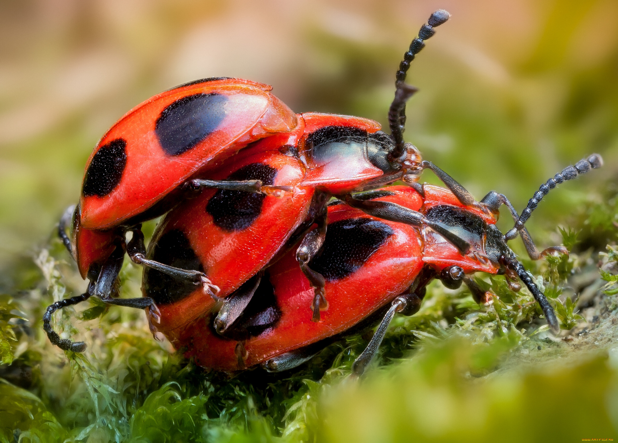 Клоп-солдатик – Pyrrhocoris apterus